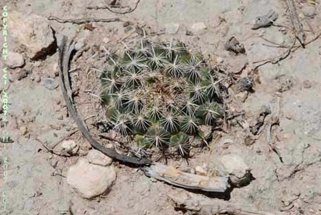 Coryphantha sp. maybe sulcata