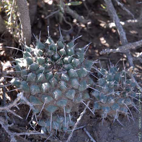 probably Mammillaria species