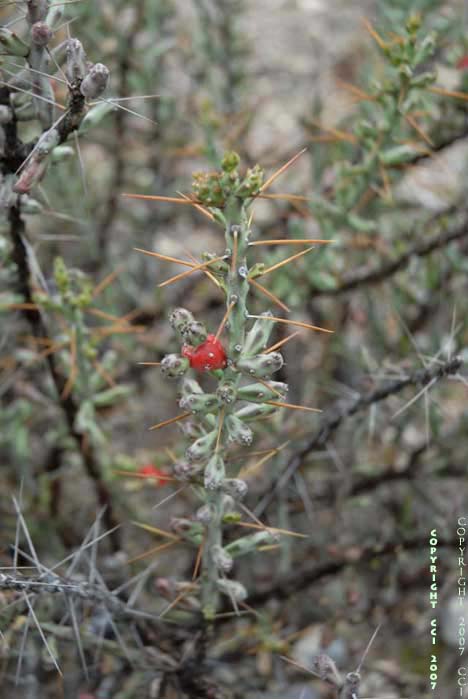 Opuntia leptocaulis
