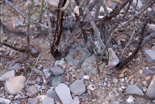 L. williamsii growing at the base of Opuntia leptocaulis