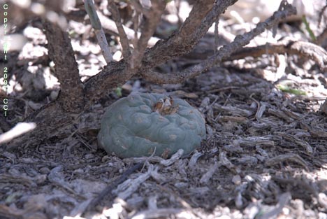 Opuntia leptocaulis sheltering L. koehresii