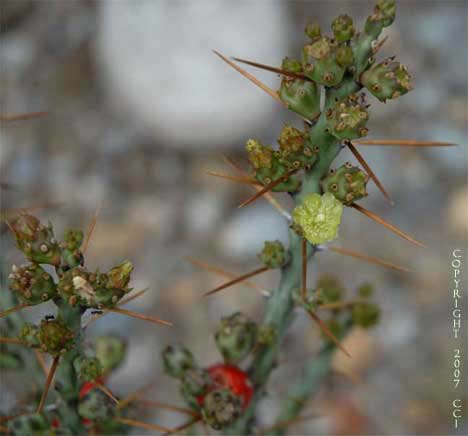 Opuntia leptocaulis flower