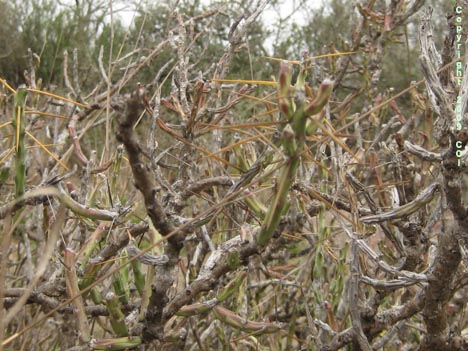 Opuntia leptocaulis
