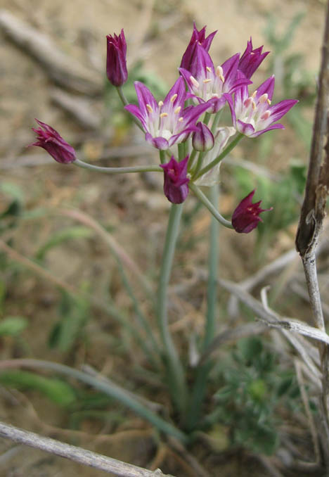 Allium runyonii