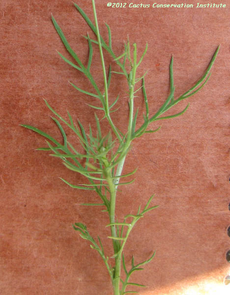 Thymophylla tenuiloba