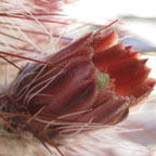 Echinocereus viridiflorus russanthus