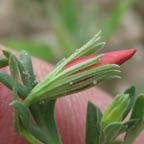 Menodora heterophylla