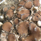 Placidium lacinulatum