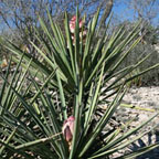 Yucca torreyi