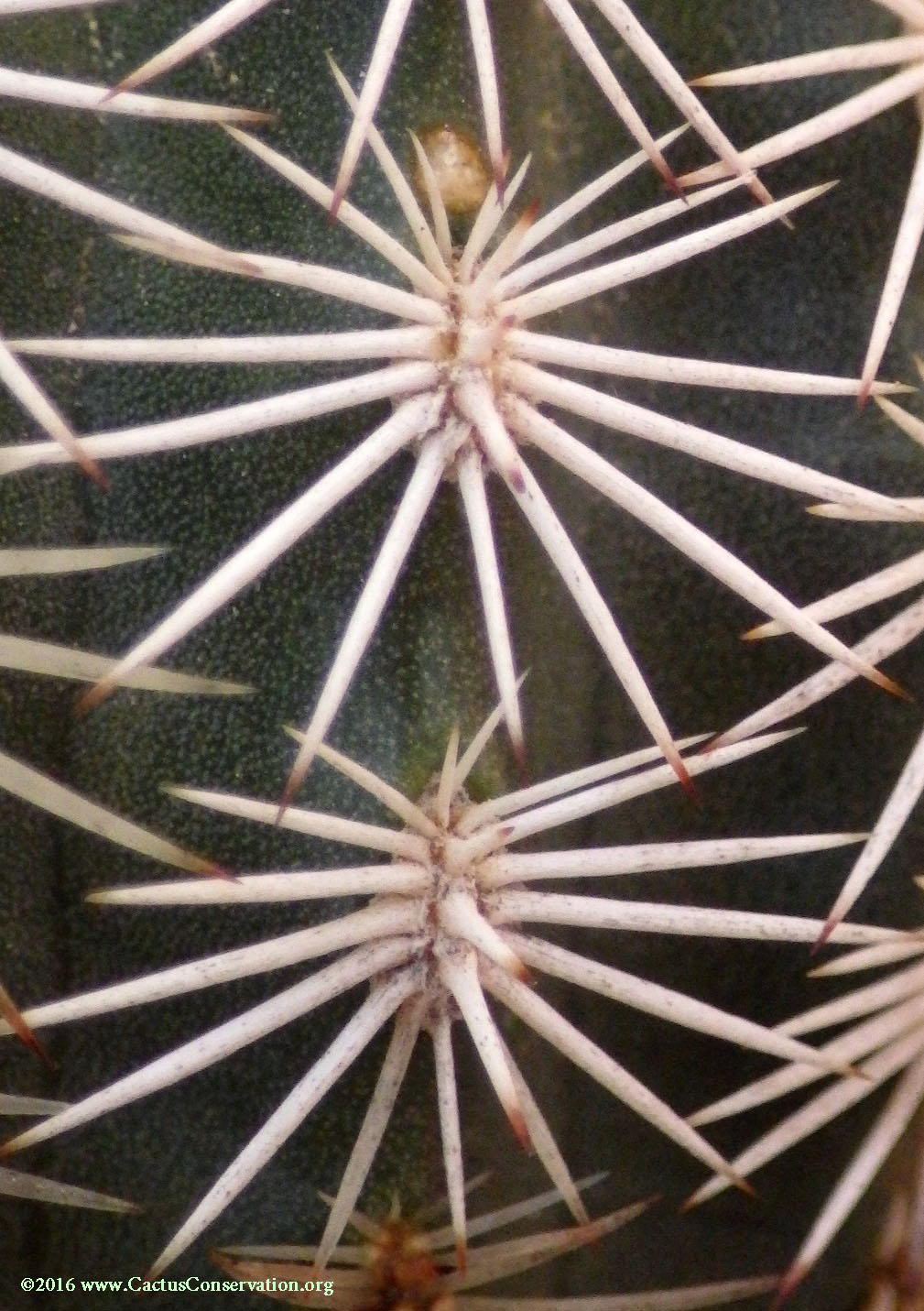 Echinocereus pectinatus var. wenegeri