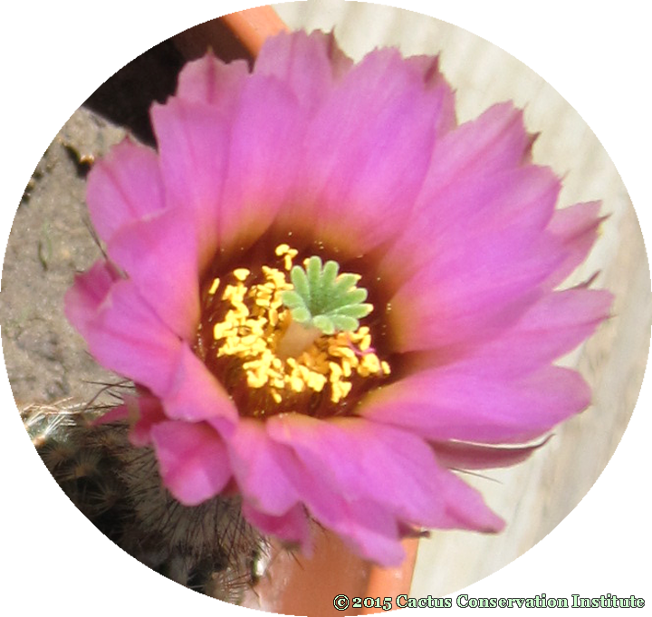 albertii-flower