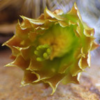 Echinocereus viridiflorus neocapillus