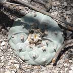 Lophophora williamsii in SLP