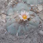 Lophophora williamsii in SLP