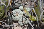Lophophora williamsii in SLP