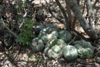 Lophophora williamsii in SLP