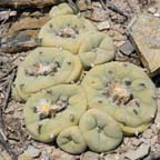 diffusa in habitat in Queretaro