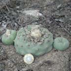 Lophophora diffusa in habitat in Queretaro