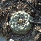 Lophophora diffusa in habitat in Queretaro