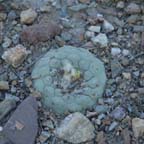 Lophophora diffusa in habitat in Queretaro