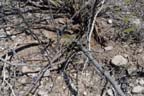 Where's the peyote?