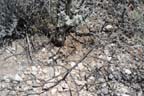 Where's the peyote?