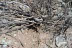 Where's the peyote?