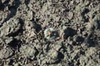 Lophophora koehresii in  Tamaulipas