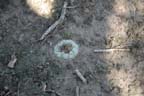 Lophophora koehresii in  Tamaulipas