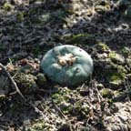 Lophophora koehresii in Tamaulipas