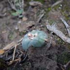 Lophophora koehresii in Tamaulipas