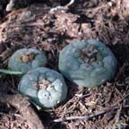 Lophophora koehresii in Tamaulipas