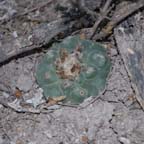 Lophophora koehresii