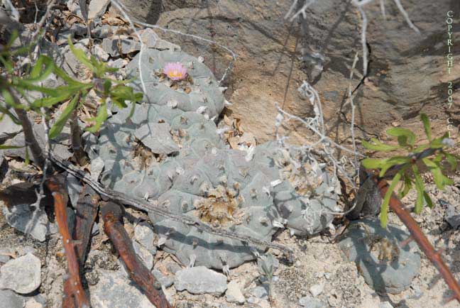 Lophophora williamsii in Coahuila