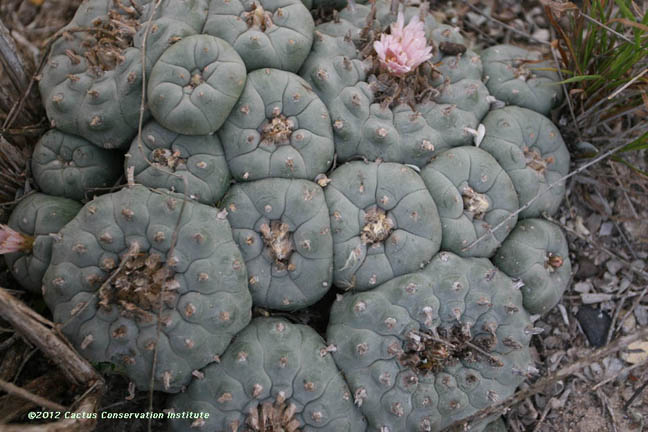 Peyote can look like this