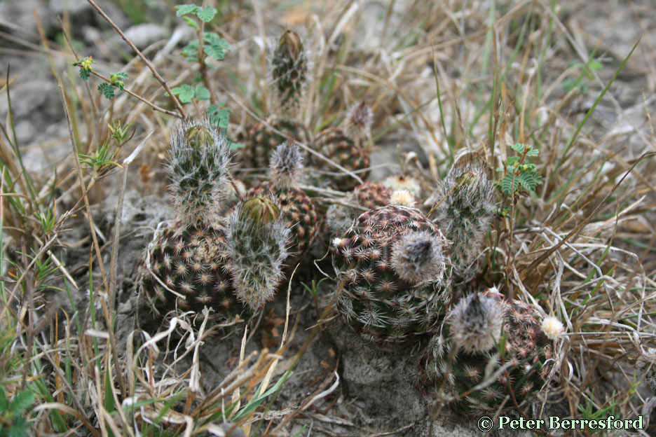 albertii-IMG_1514-PeterBerresford