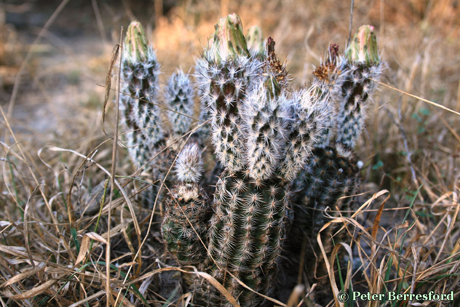 albertii-IMG_1530-PeterBerresford