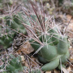 Coryphantha runyonii