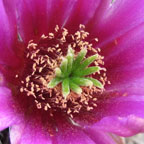 Echinocereus enneacanthus