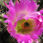 Echinocereus pentalophus