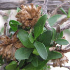Flourensia cernua