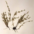 Monanthochloe littoralis