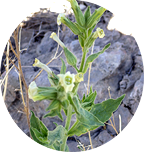 Nicotiana obtusifolia