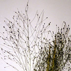 Panicum capillare