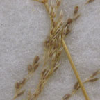 Sporobolus pyrimidatus