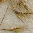 Bouteloua aristidoides