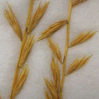 Bouteloua curtipendula