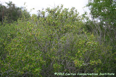 Colubrina texana