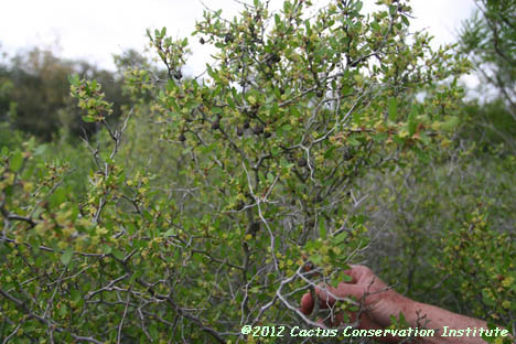 Colubrina texana