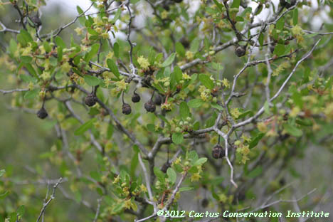 Colubrina texana